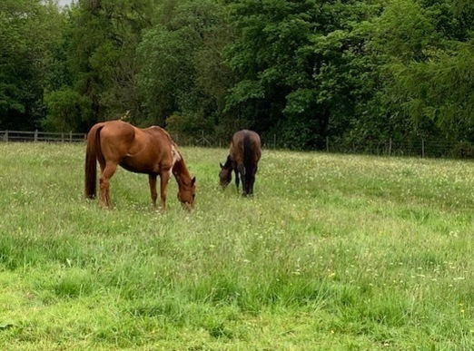 Horses grazing at Rawcliffe House Farm