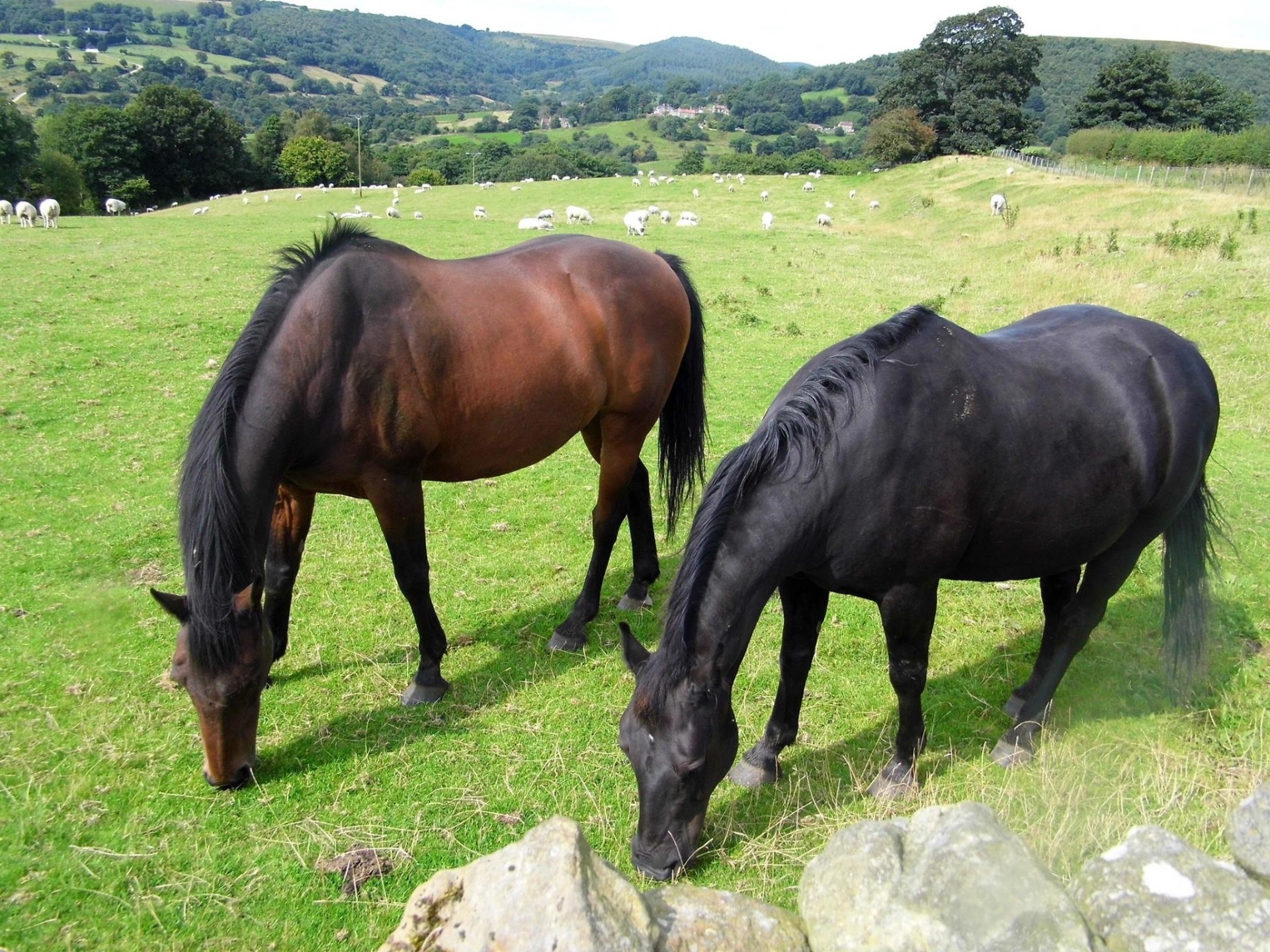Horses grazing at Easterside