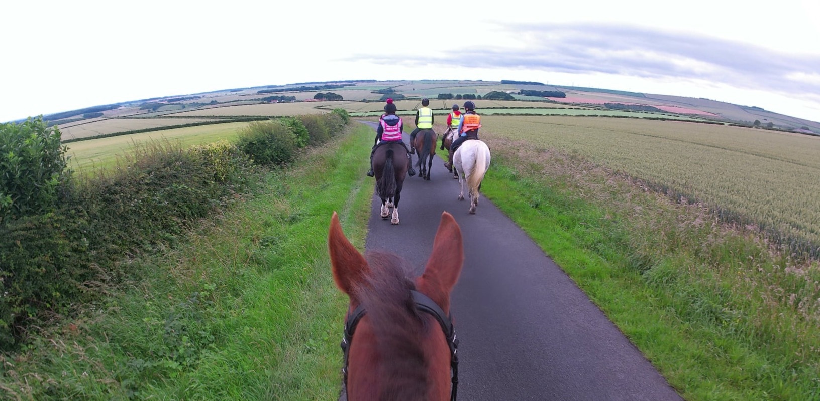 Horses walking in the Wolds